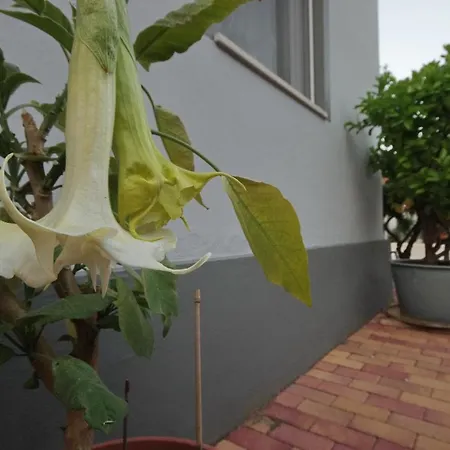 Oázis Apartman Appartamento Gyula