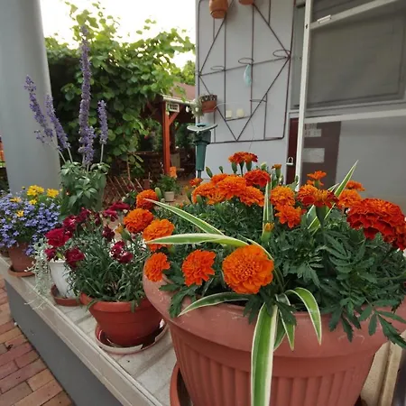 Oázis Apartman Gyula